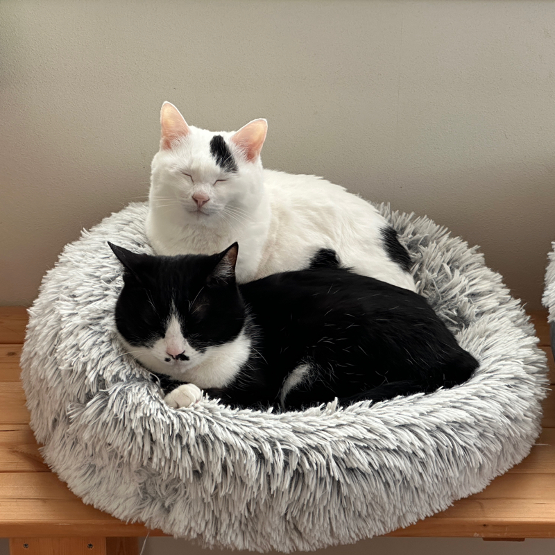 #1436 トラック新法