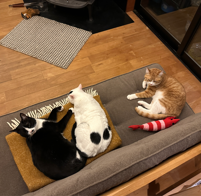 #1438 クマと民主主義②