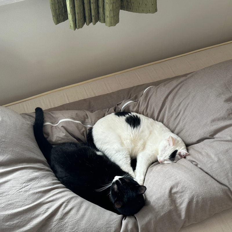 #1443 領収書は全部書籍代