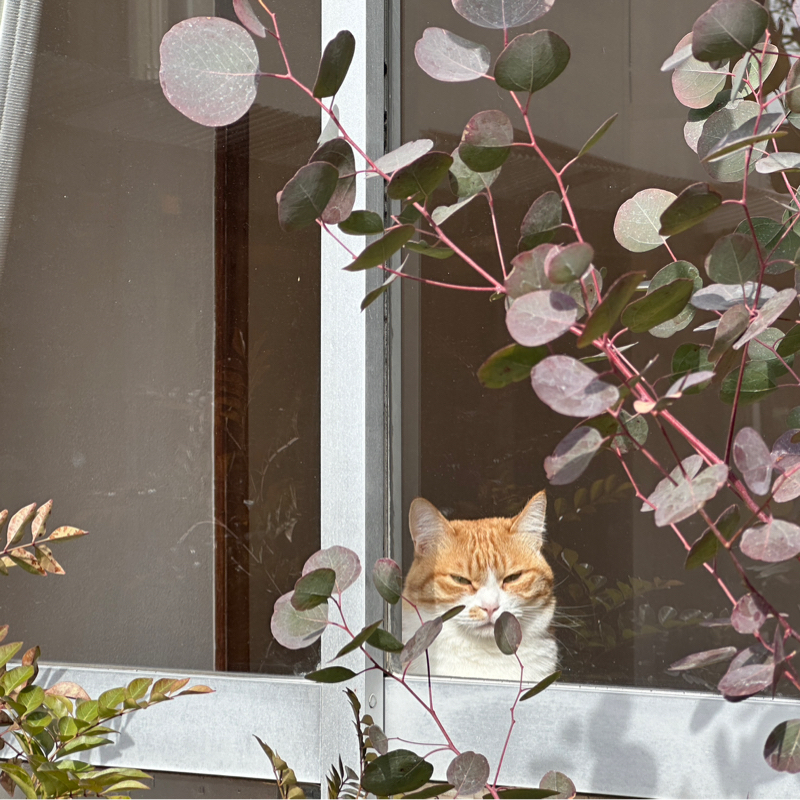 #1444 カクカクの庭で春を見つけた！