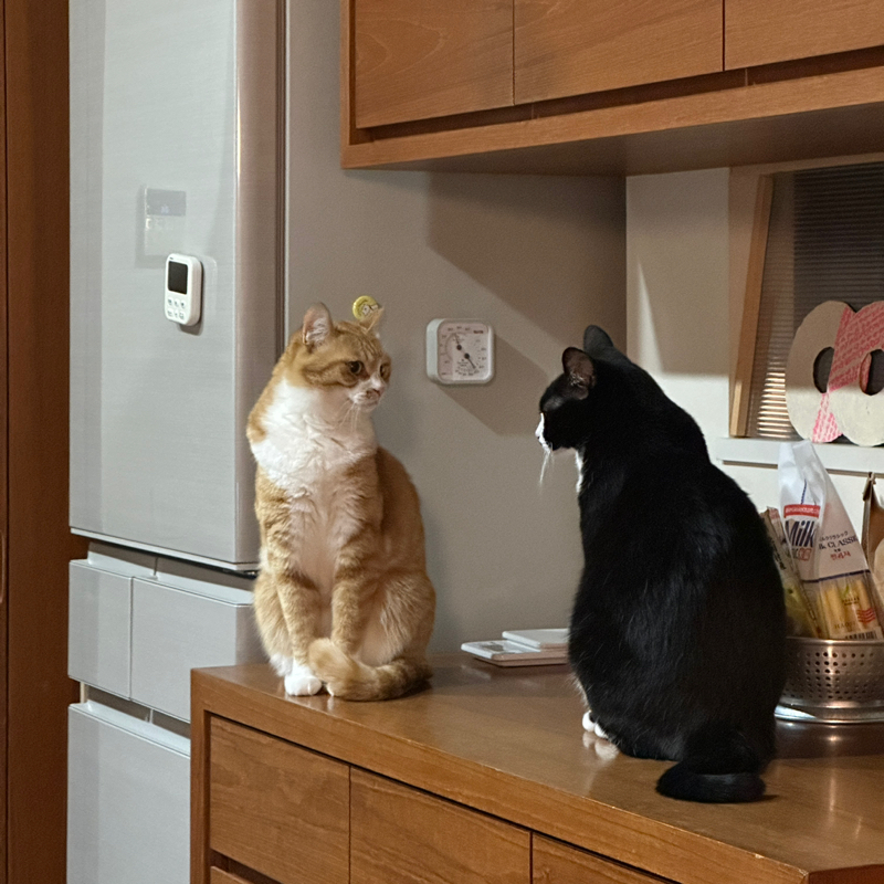 #1450 腰痛からの膝痛みでレントゲン