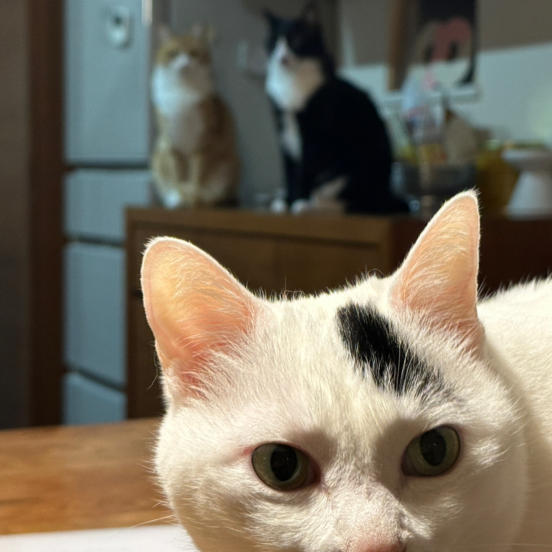 #1462 50歳でちいかわにはまる
