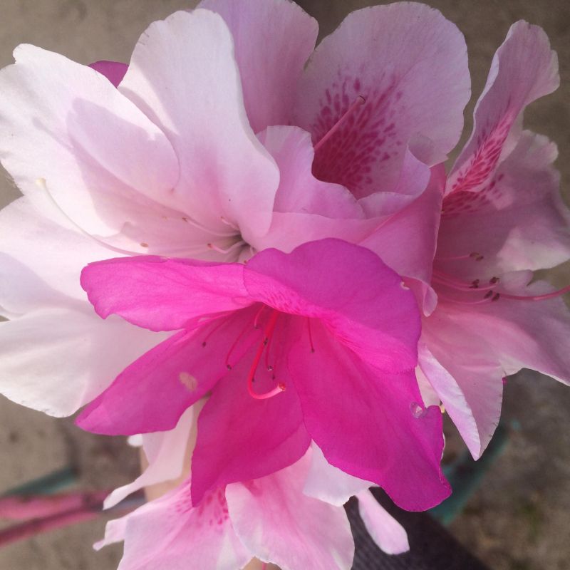 #2 母乳かミルクか