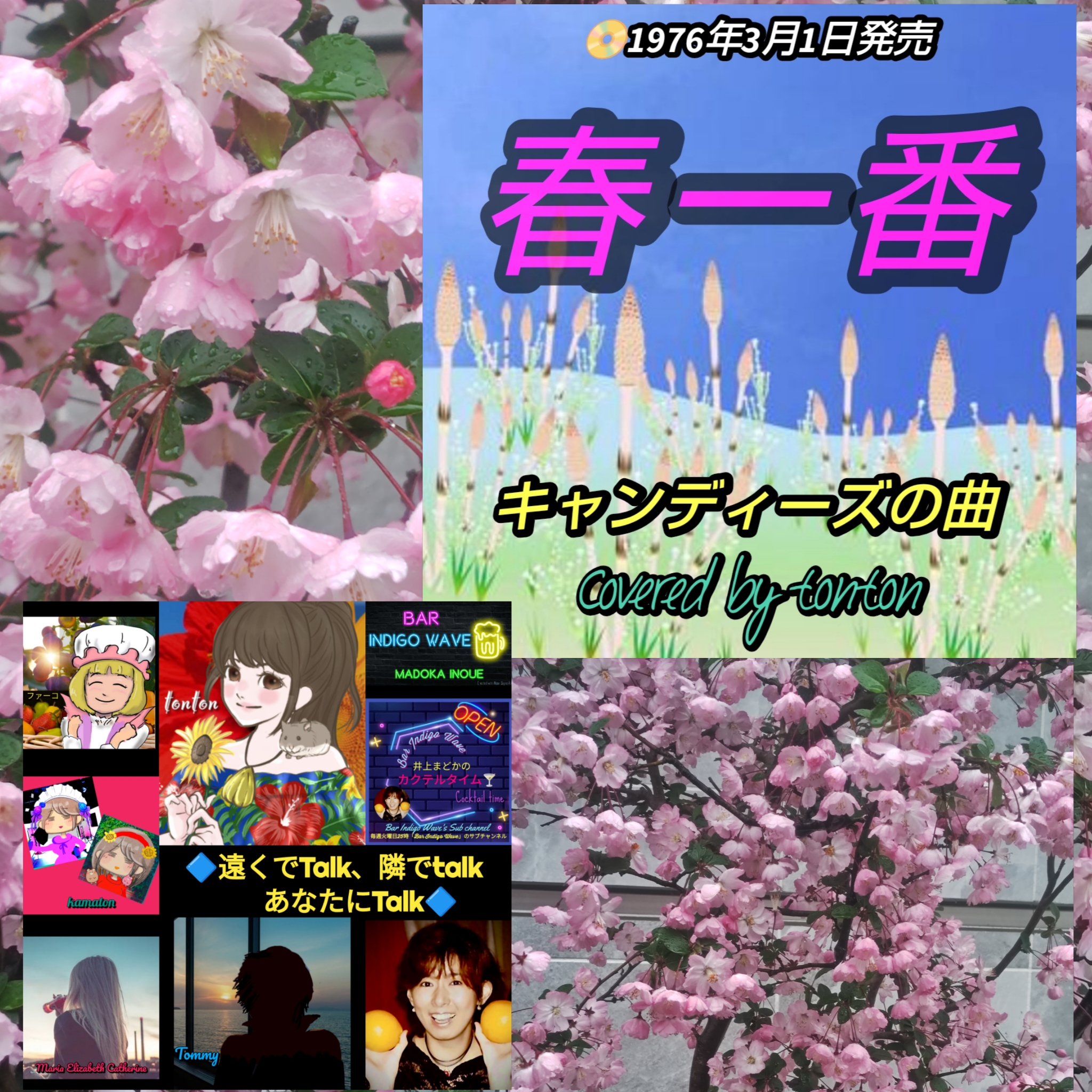 1852 🟥雨の日の桜とハナカイドウ＆📀【春一番】キャンディーズの曲（cover）