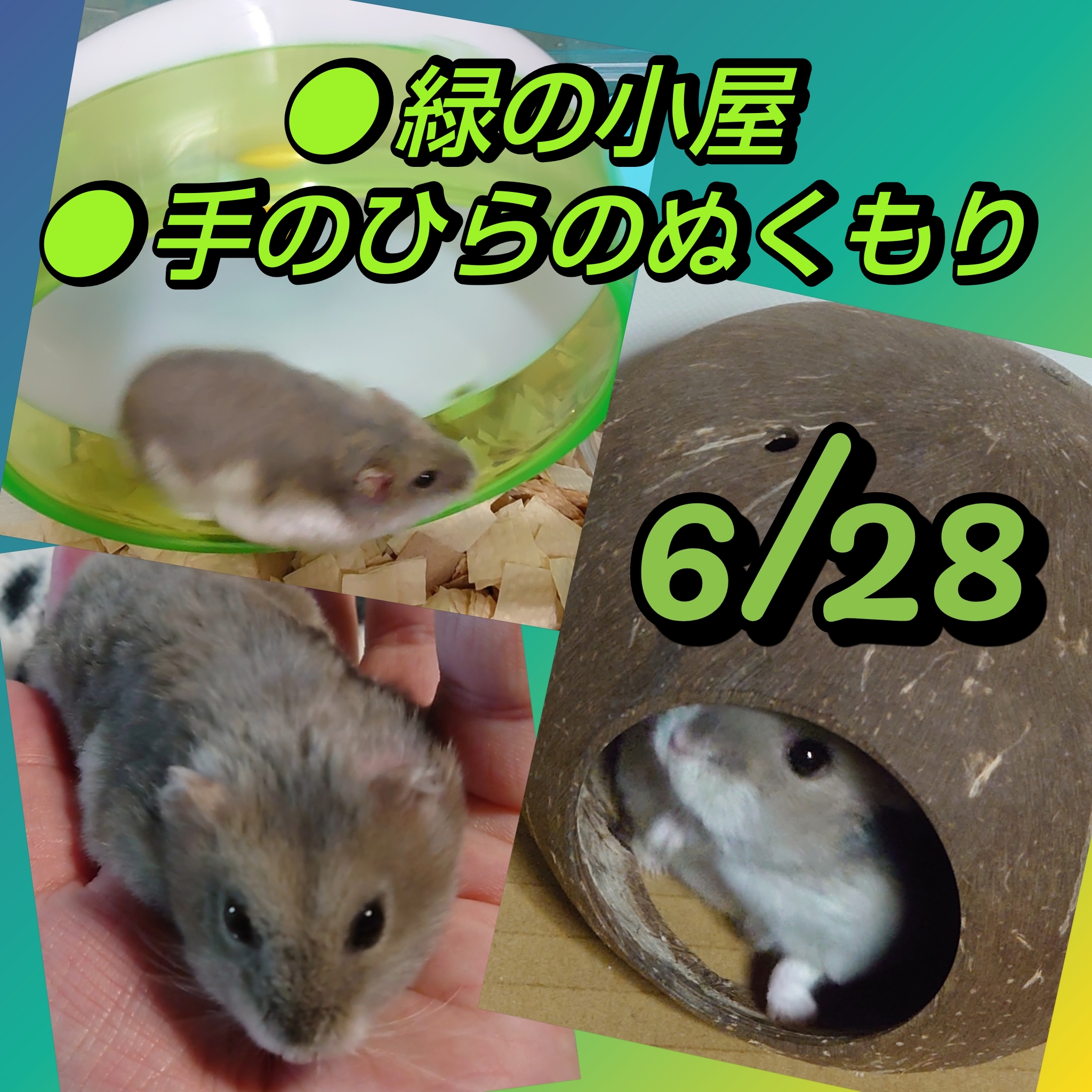 1864 🟩動物看護の日／💿『緑の小屋』＆『手のひらのぬくもり』