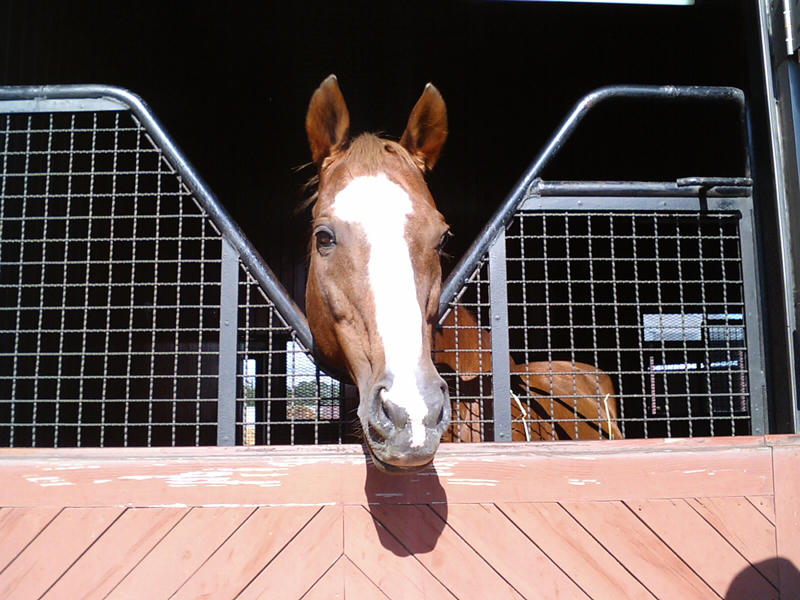 馬にまつわるetc.  馬搬のレース、ばんえい競馬の話