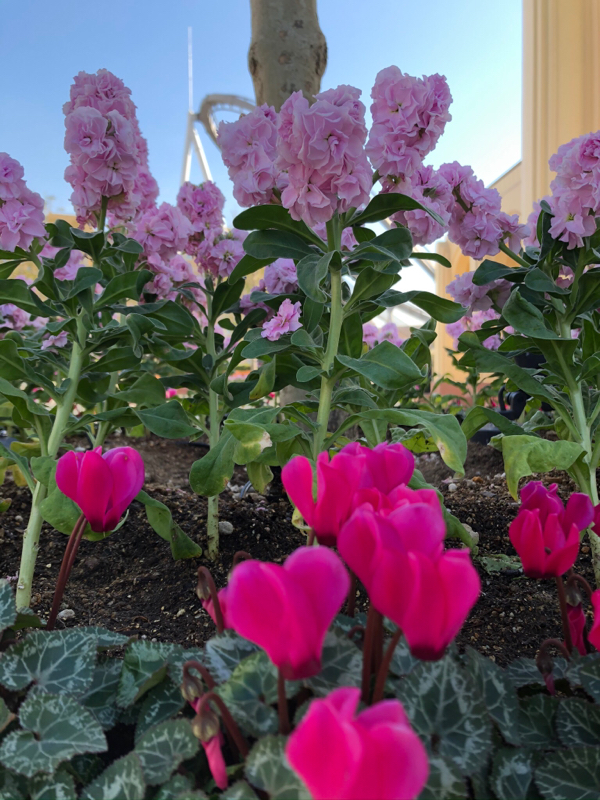 さぶごろう右衛門