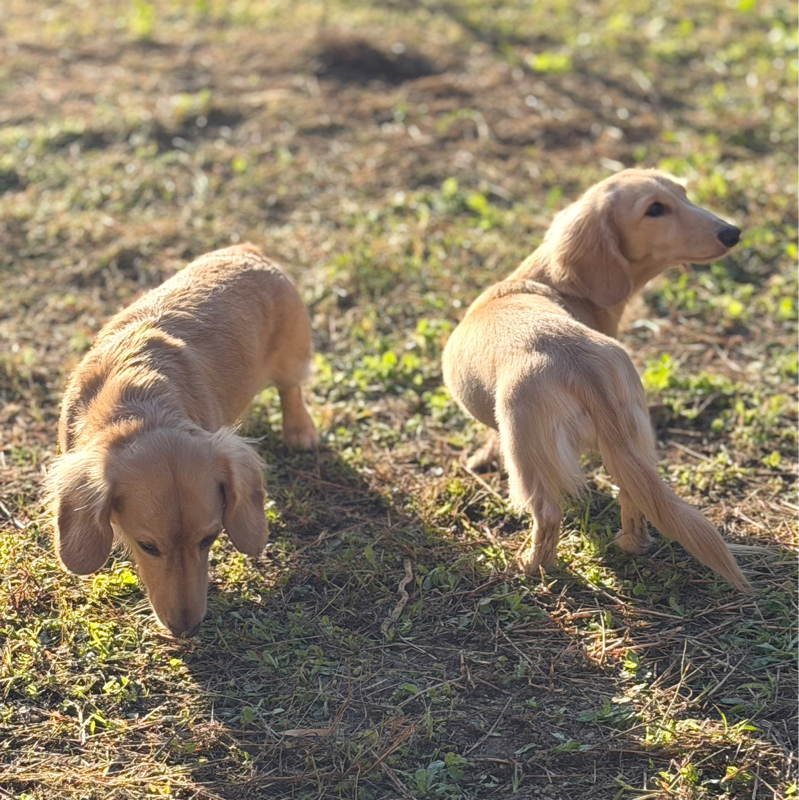 枝葉の先に枝葉