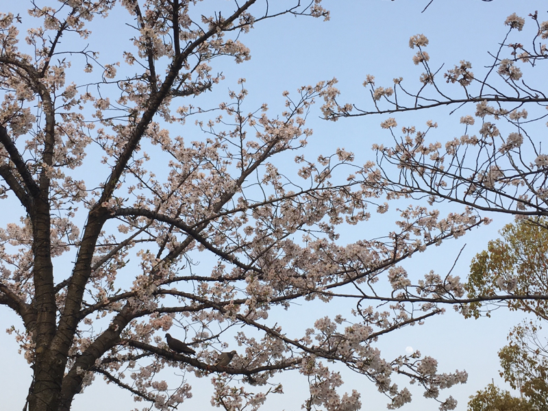 高校生の一人暮らし事情