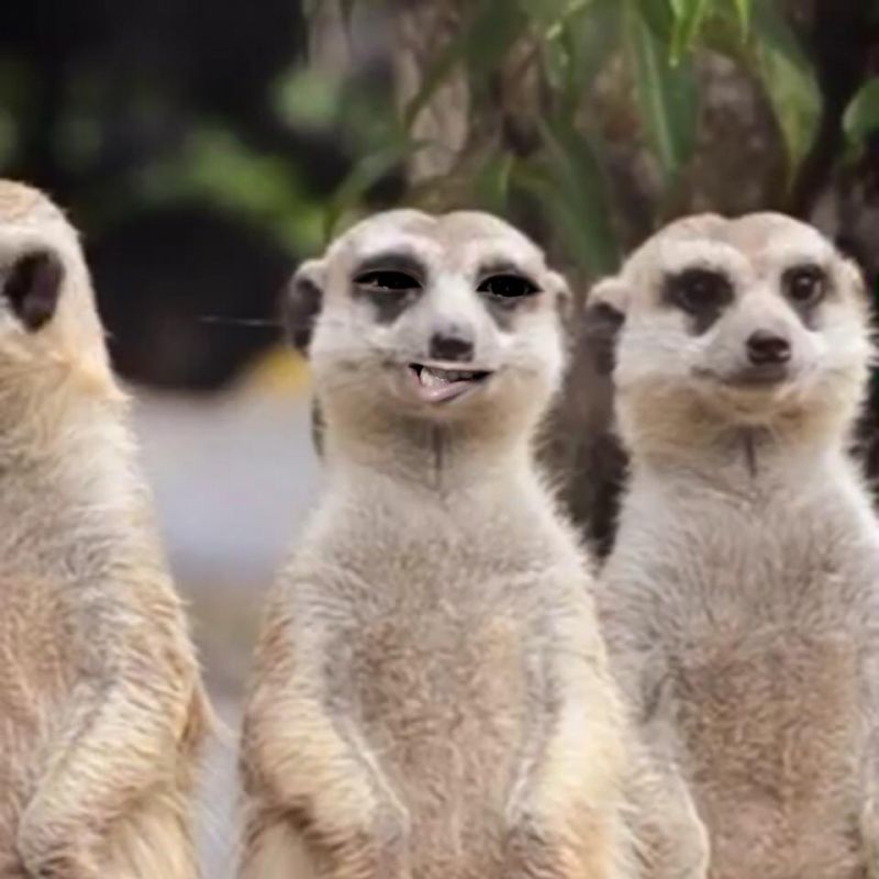 toss toss チートス