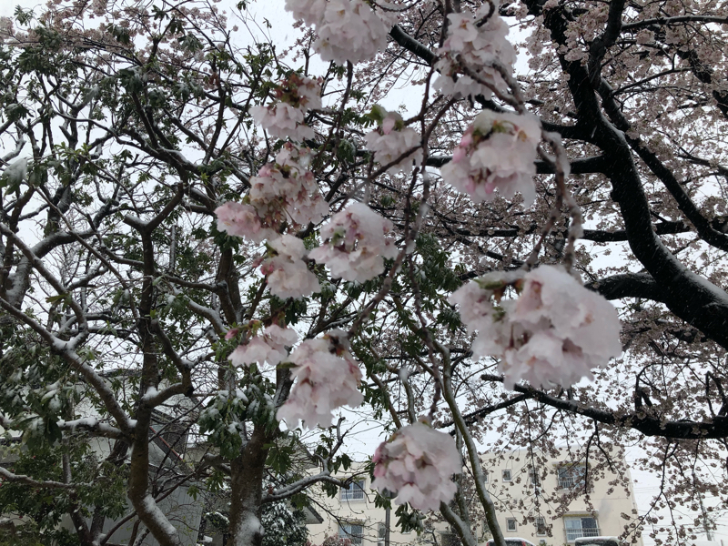 2匹目 雪降りすぎでは？