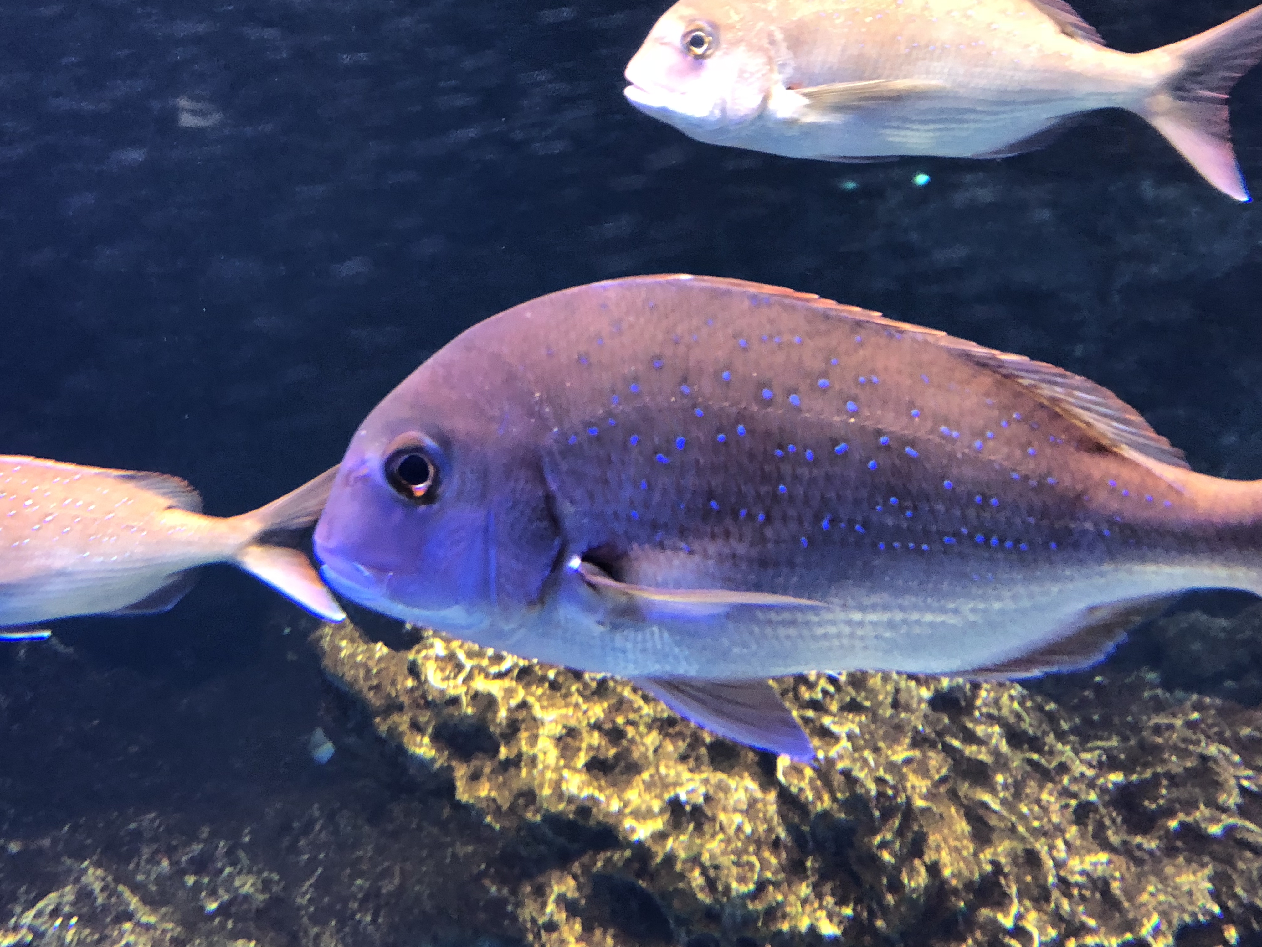 ディズニーランドに行った話つづき