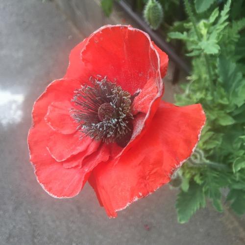 土日はポンポンペインで苦しんでいただけ