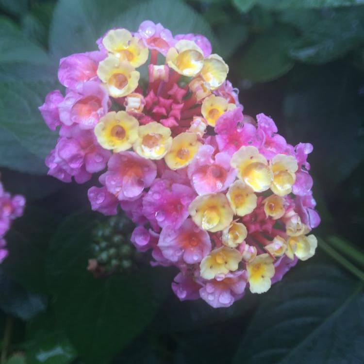 さ迷い歩いて三千年 勿論嘘で外