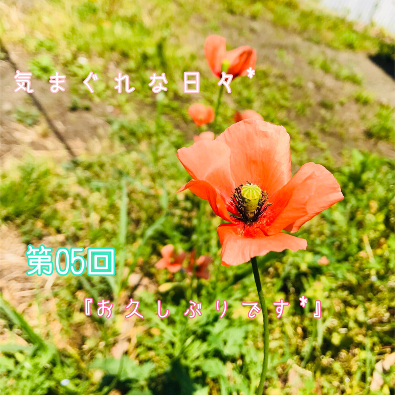 第05回「お久しぶりです*」