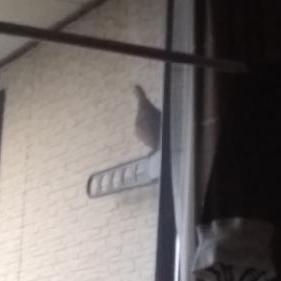 ぽんずの雑ラジ#11