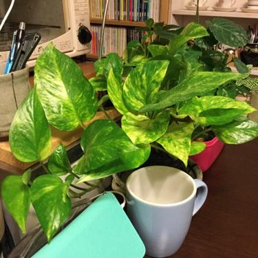 好きなことの話。４