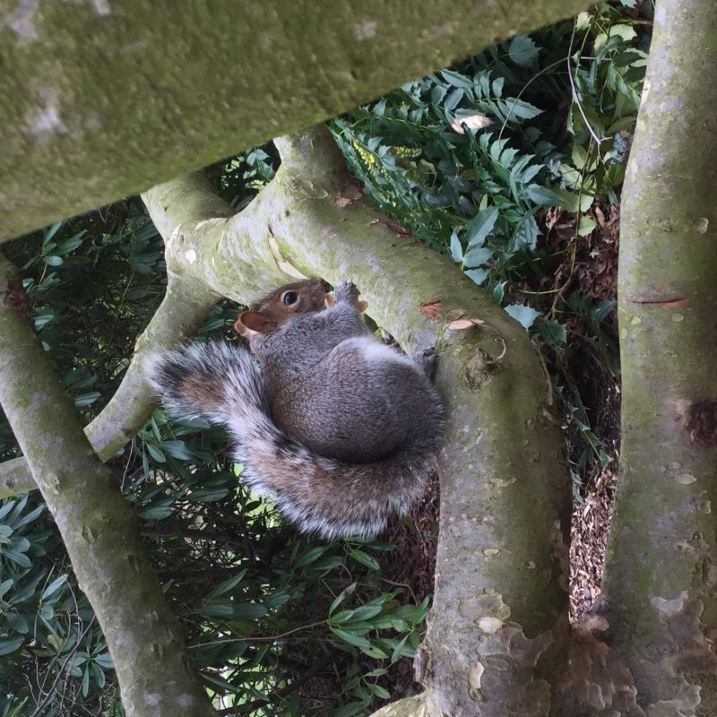 四畳半べしゃりす