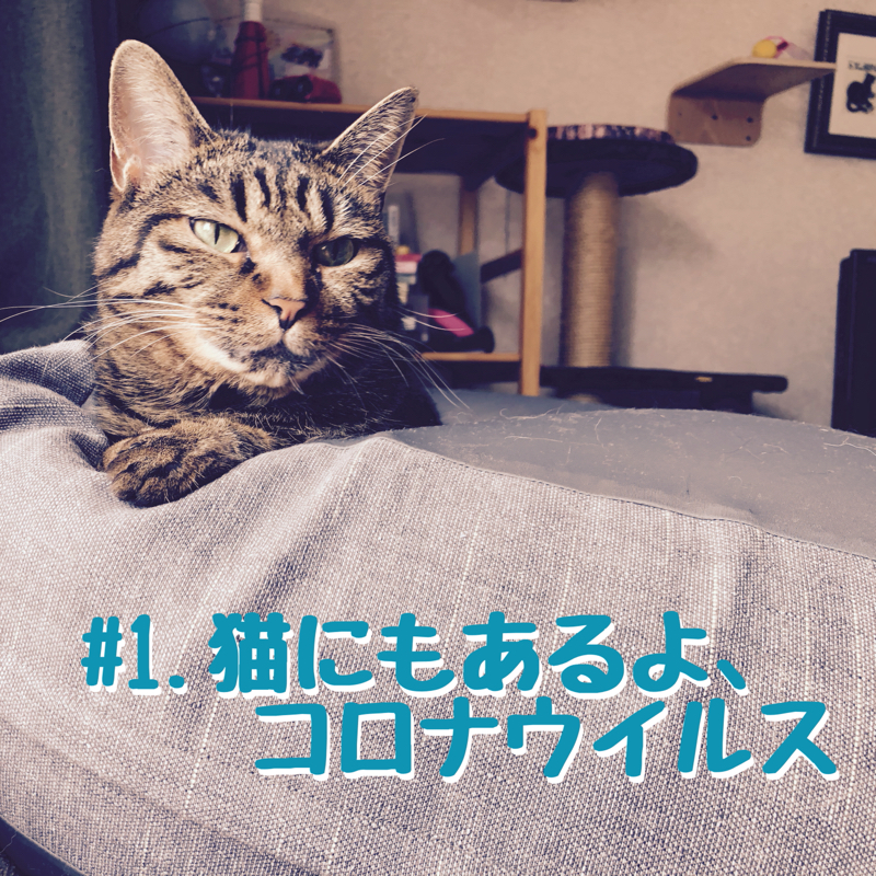 #1.猫にもあるよ、コロナウイルス