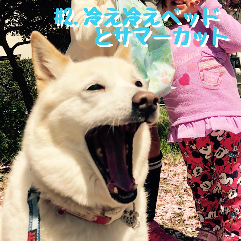#2.冷え冷えベッドとサマーカット from Radiotalk