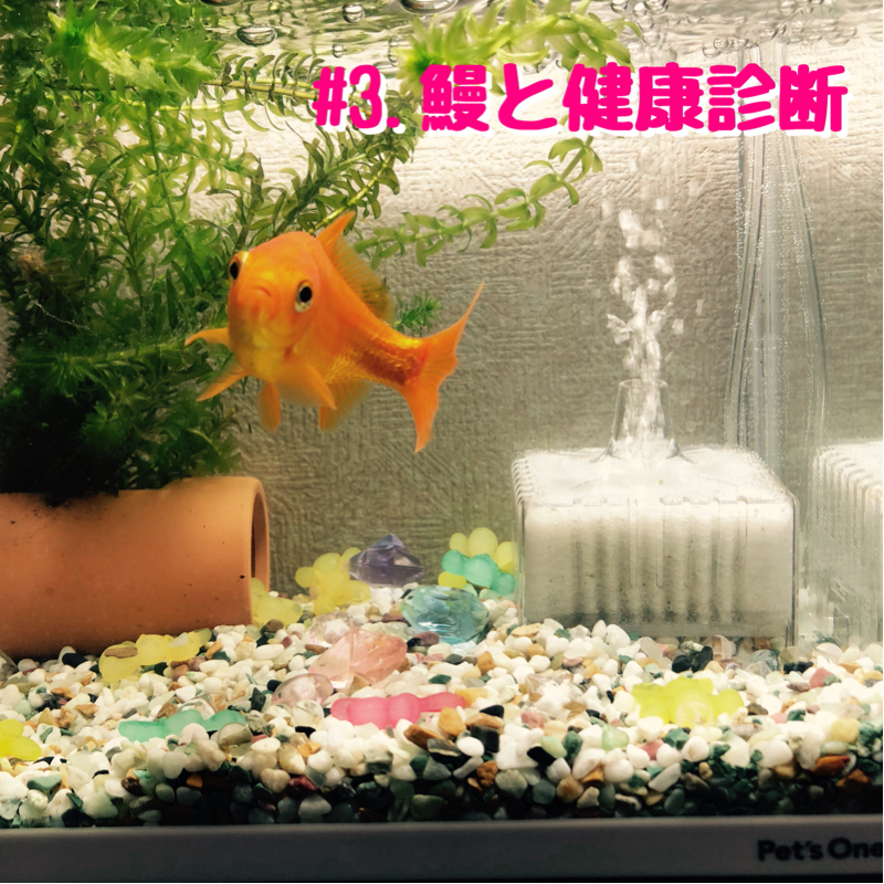 #3.鰻と健康診断 from Radiotalk