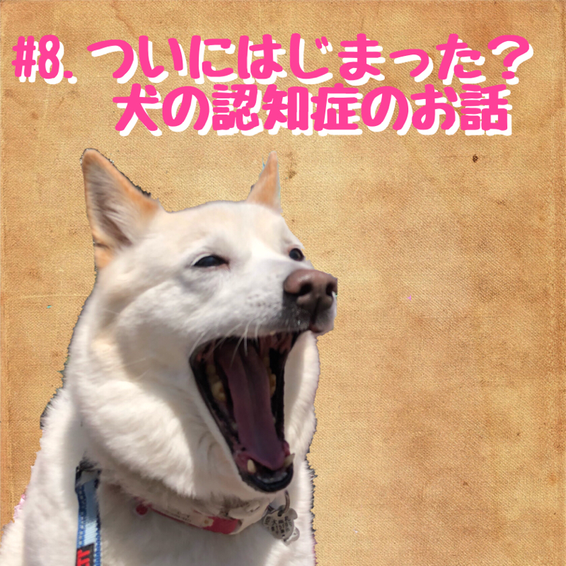 #8.ついにはじまった？犬の認知症のお話