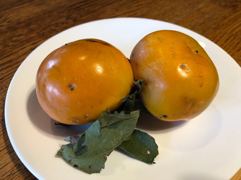 #51 続・腸内細菌の育て方