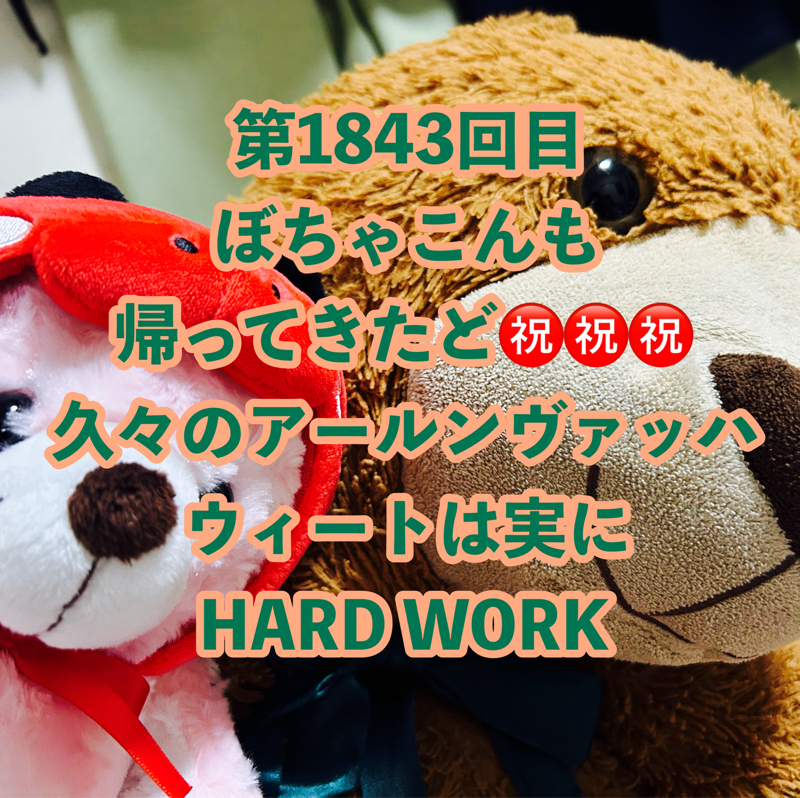 第1843回目 ぼちゃこんも帰ってきたど㊗️㊗️㊗️久々のアールンヴァッハウィートは実にHARD WORK