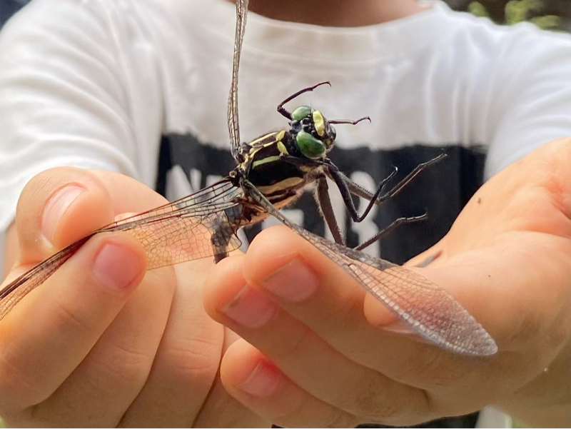 #187 オニヤンマを追った日(+2,+2,+2) from Radiotalk episode artwork