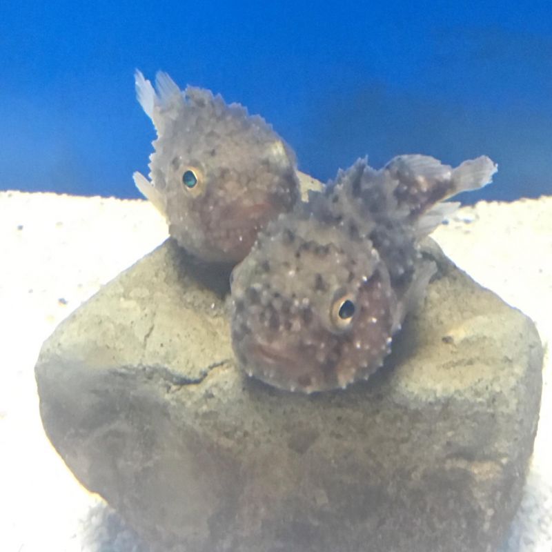 なごむのか？なごまないのか？