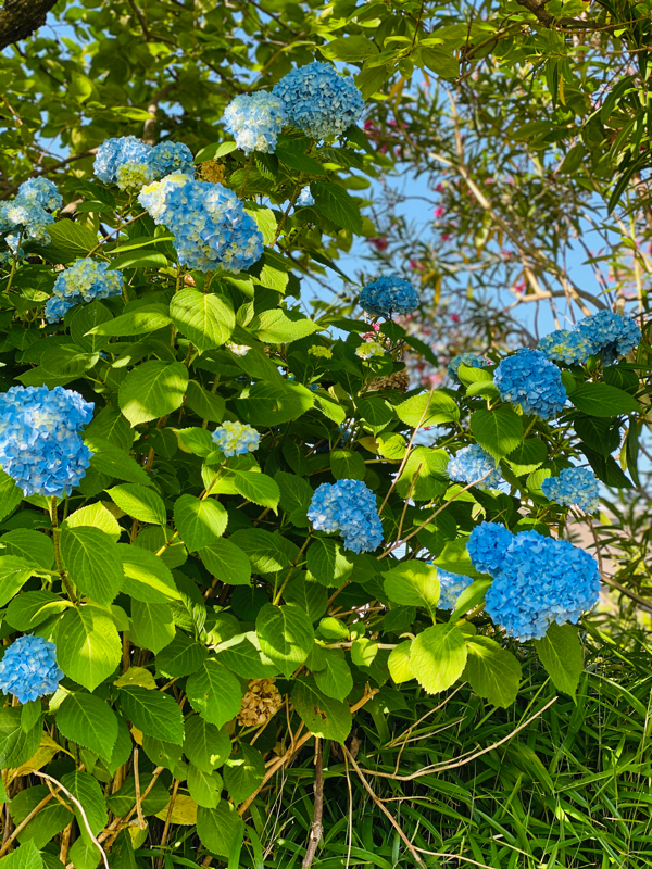 VOL63  お蚕さん繭をつくる