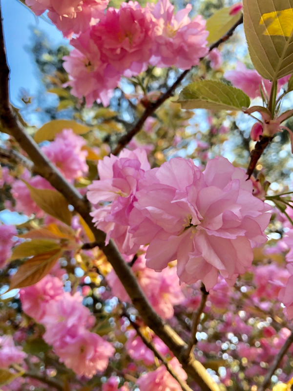 【第149回】2＊歳児が公園でわんぱくしました【筋肉痛】