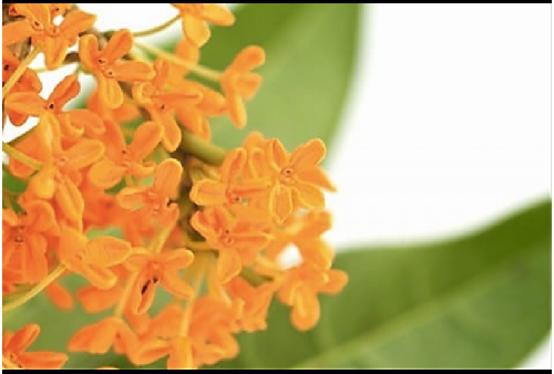 【第４回】秋を見つけた話