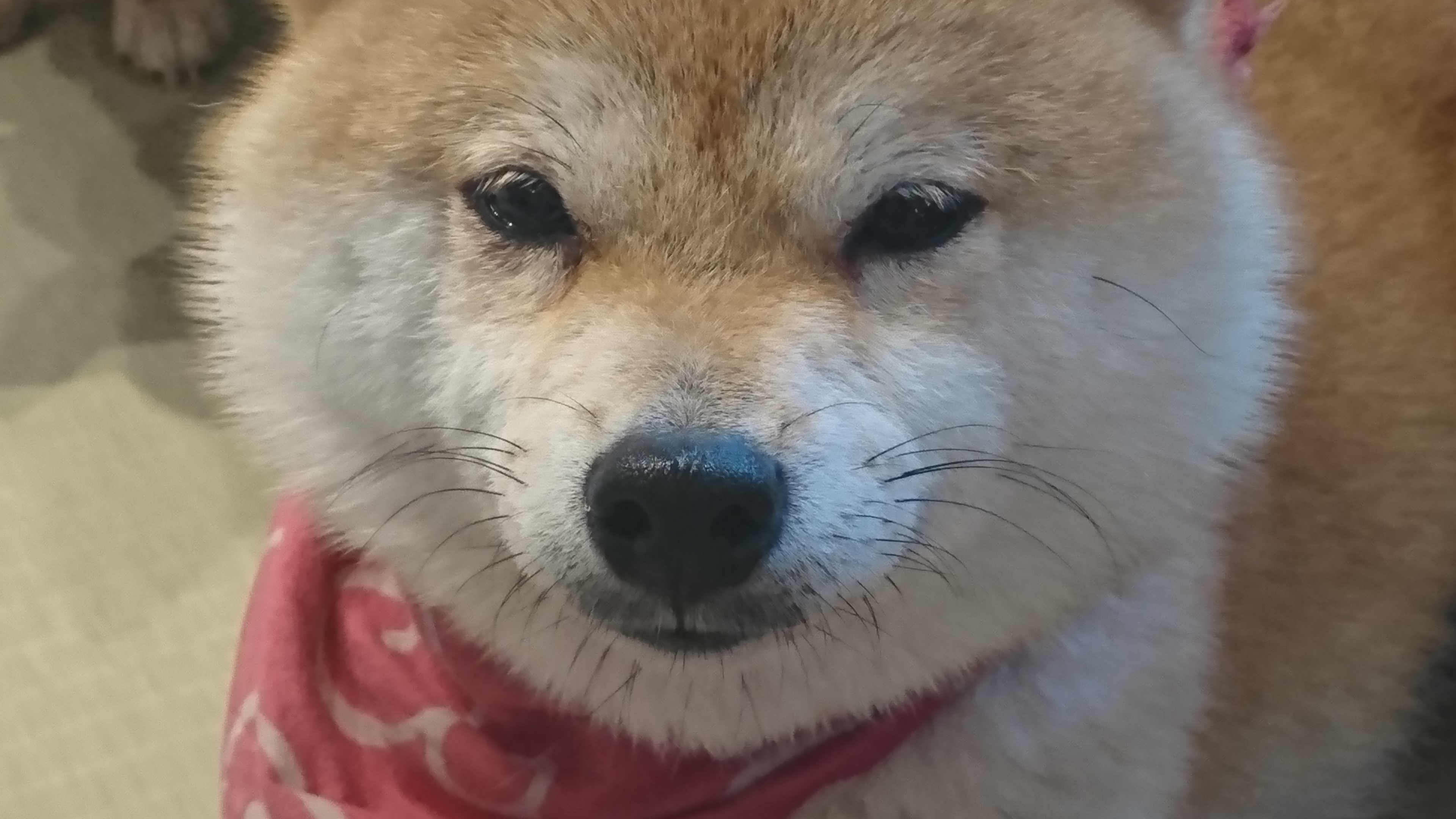 【第６回】制服とワンコの話