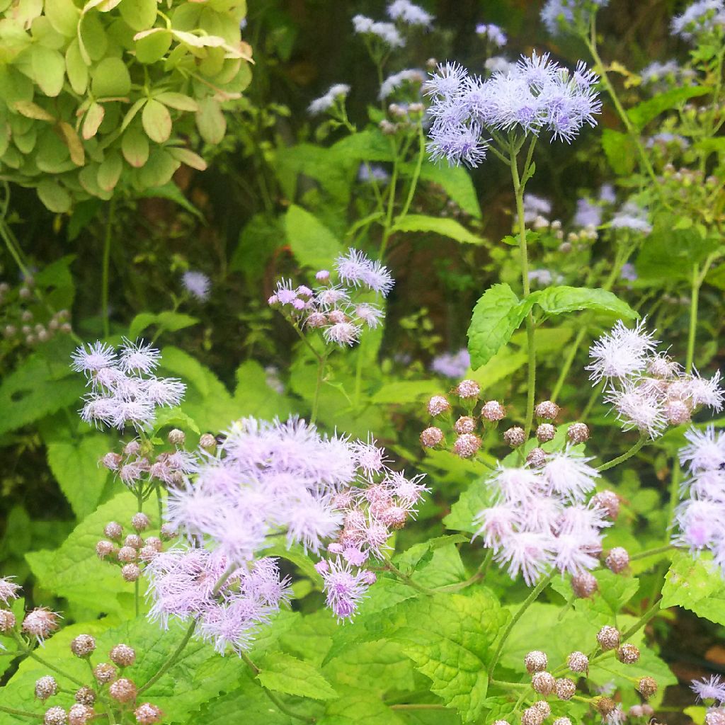 #28 気がつけば青物野菜。