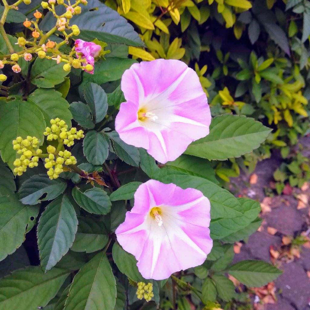 #107 いい知らせ♪