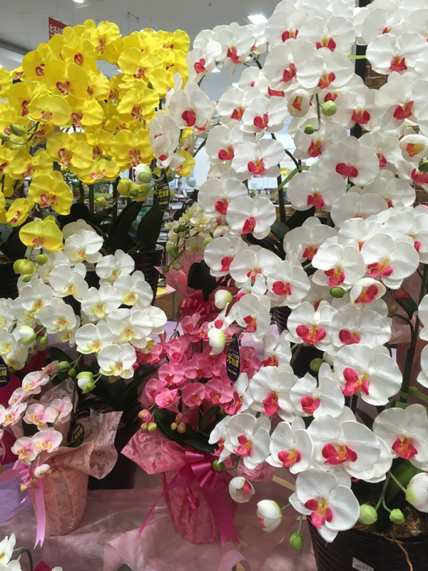 夢と落ち込んだ時と天才のお話