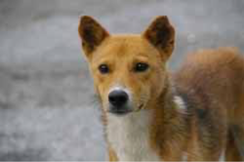 #1犬が話してる〜昼飯〜