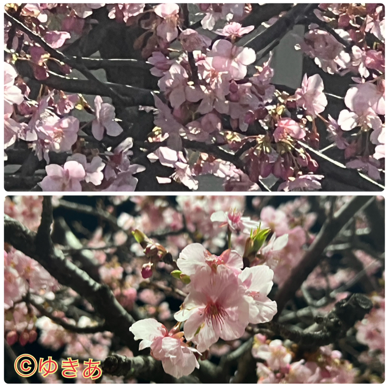 河津桜を愛でる。