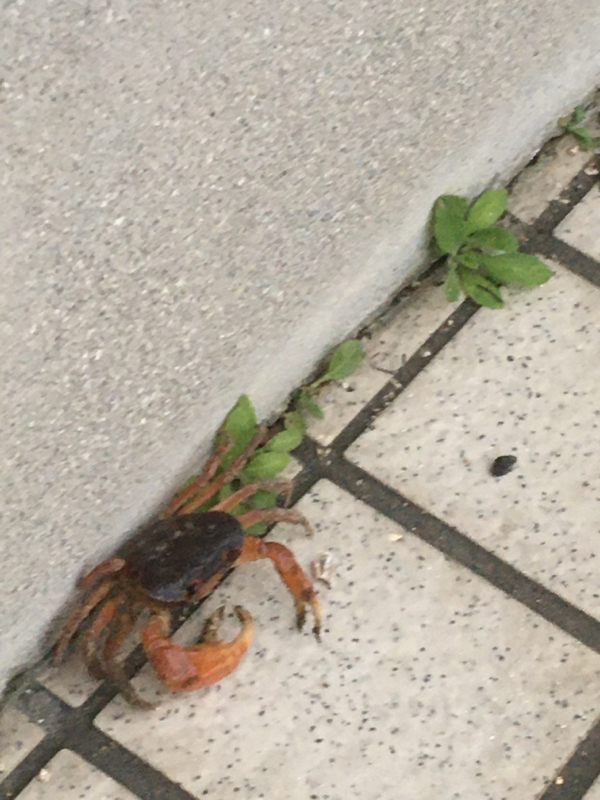 ツイス……（威厳）