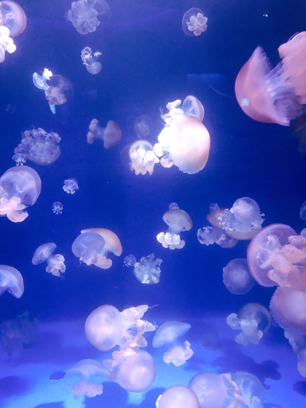 ドクストよんでる