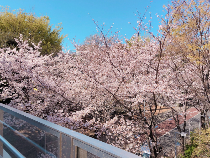 レヴュースタァライトしちゃいます