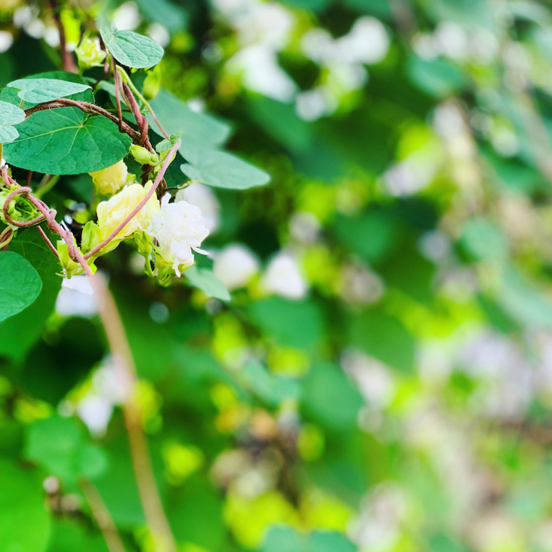 言葉のしらべ（0号室）