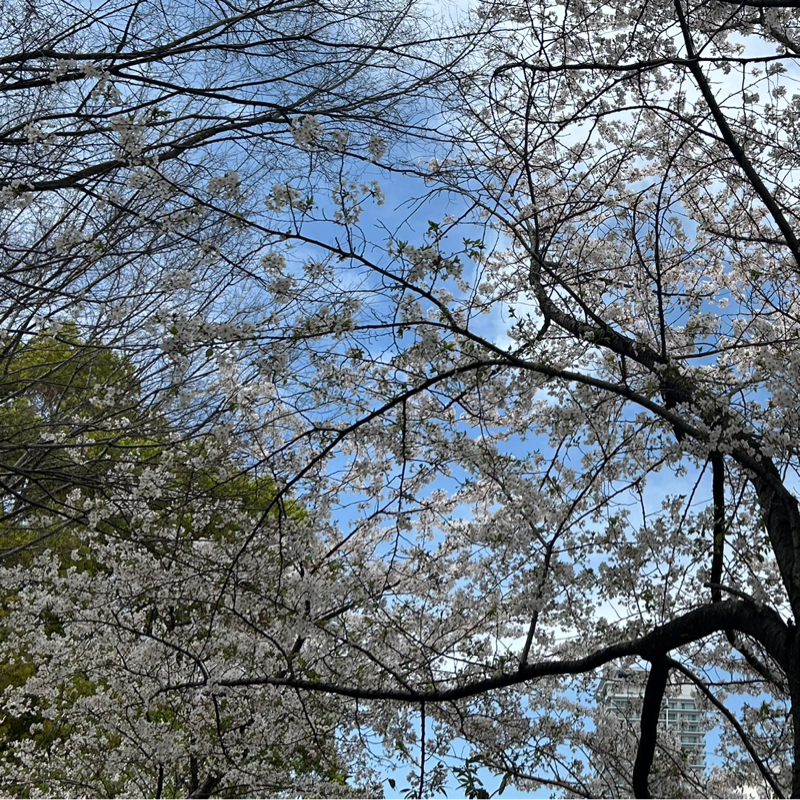 第1086回『花見』