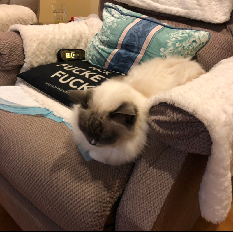 毛布と同化しているもふもふ……そう、もふもうふ🐱🧶