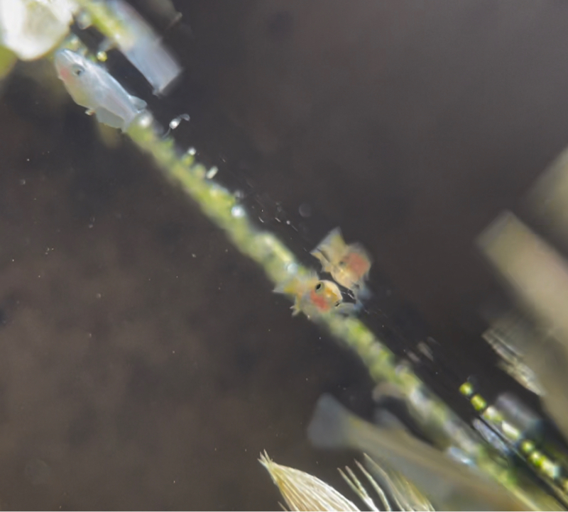 メダカの性ホルモン人間と同じなんだね