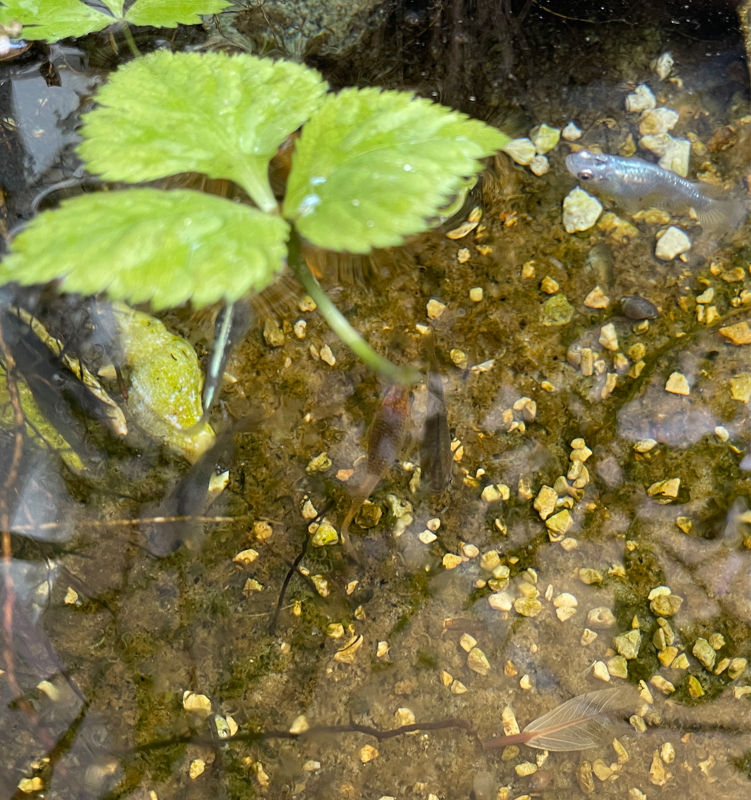 メダカのおうちに薬味を浮かべる　#ビオトープ