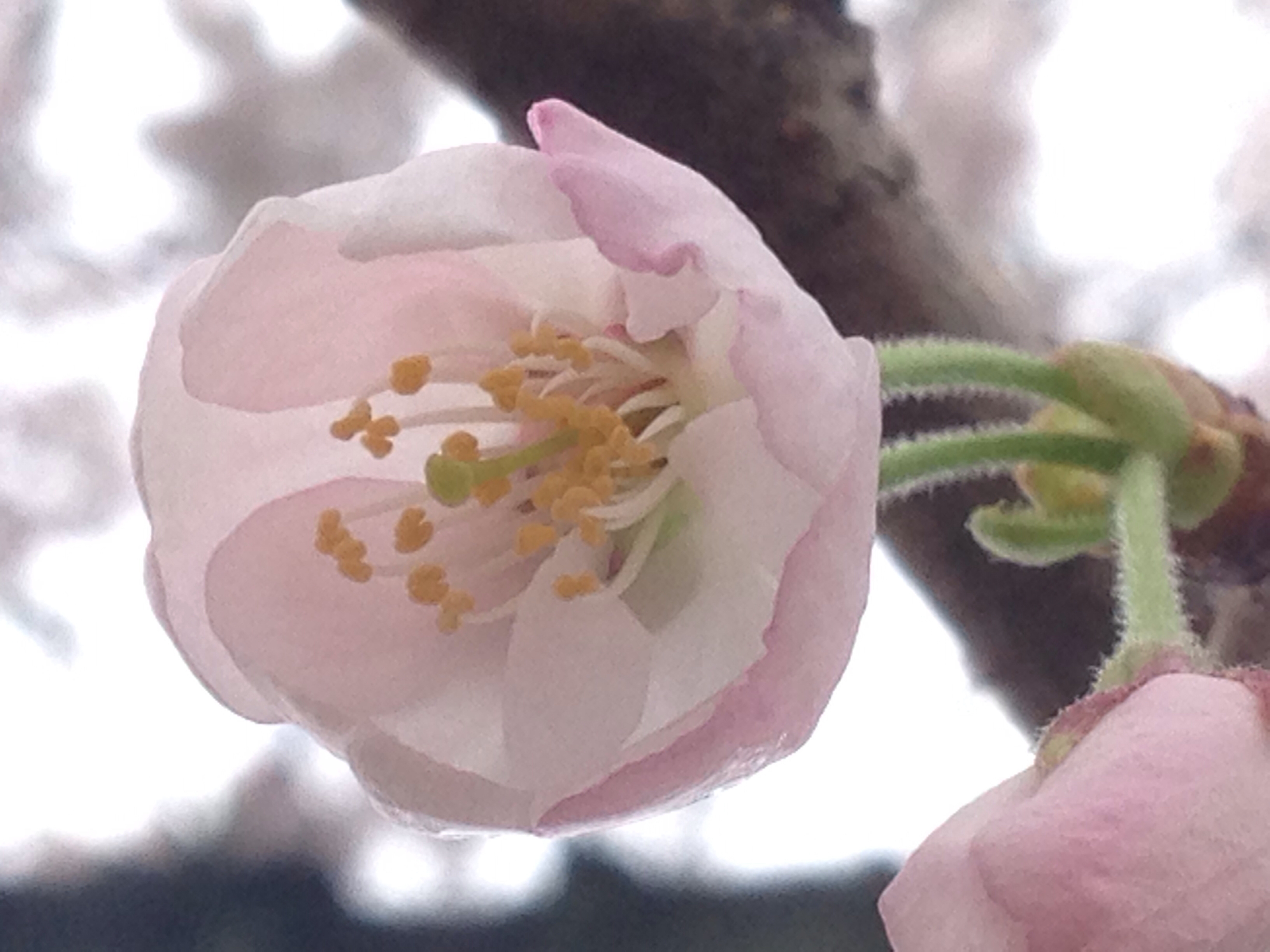 はじめまして！ブレメンです！