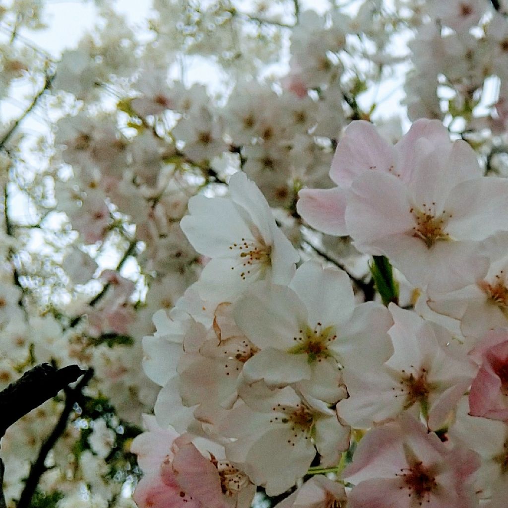 253チャレンジ2参加しちゃうぞー٩( ᐛ )و 