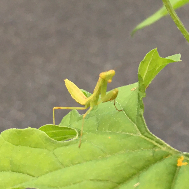 #44 家庭菜園その後